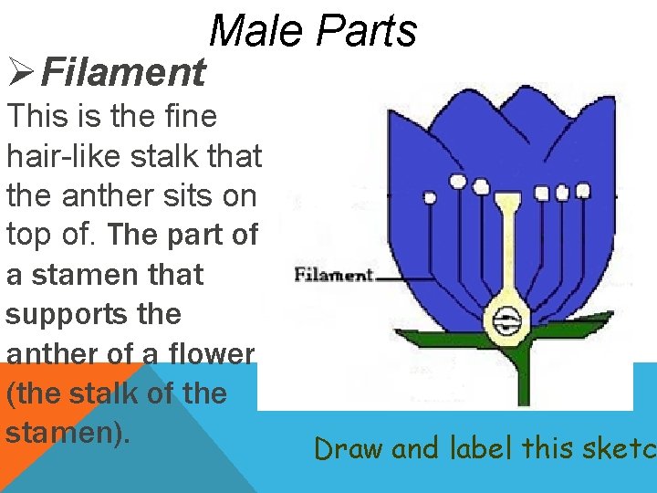 ØFilament Male Parts This is the fine hair-like stalk that the anther sits on