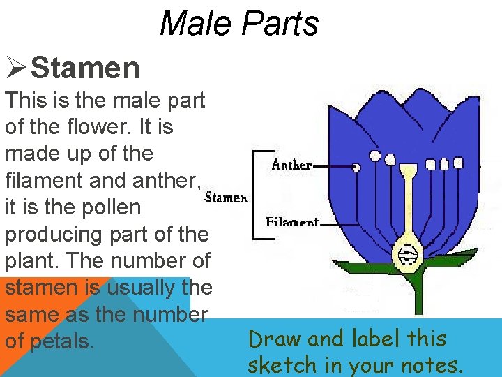 Male Parts ØStamen This is the male part of the flower. It is made