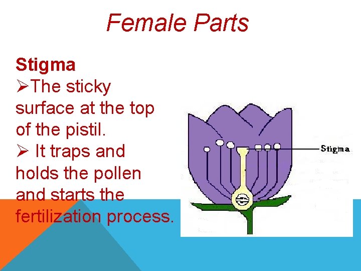 Female Parts Stigma ØThe sticky surface at the top of the pistil. Ø It