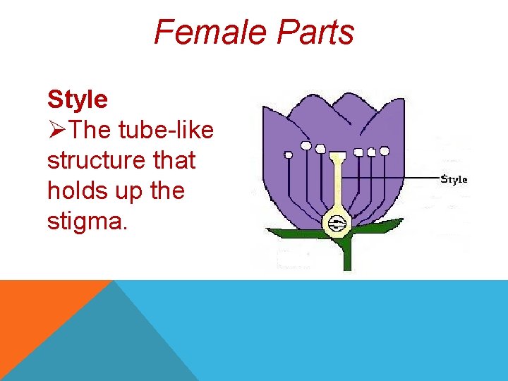 Female Parts Style ØThe tube-like structure that holds up the stigma. 