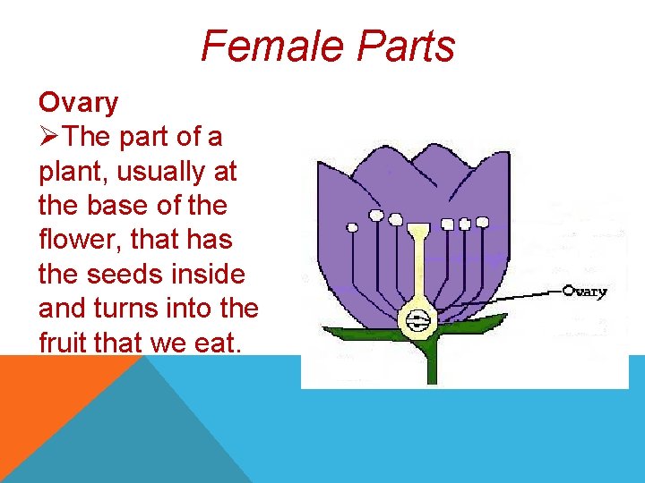 Female Parts Ovary ØThe part of a plant, usually at the base of the