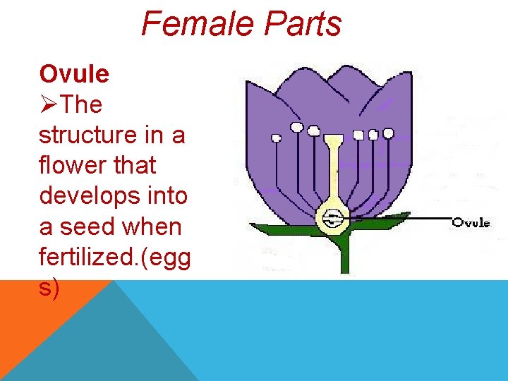 Female Parts Ovule ØThe structure in a flower that develops into a seed when
