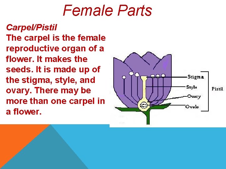 Female Parts Carpel/Pistil The carpel is the female reproductive organ of a flower. It