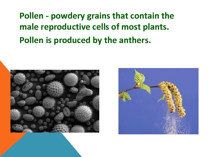 Pollen - powdery grains that contain the male reproductive cells of most plants. Pollen