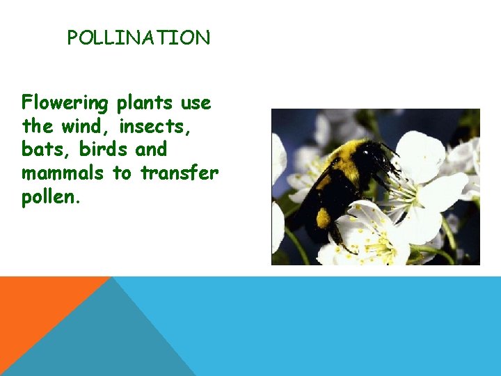 POLLINATION Flowering plants use the wind, insects, bats, birds and mammals to transfer pollen.