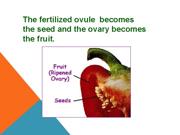 The fertilized ovule becomes the seed and the ovary becomes the fruit. 