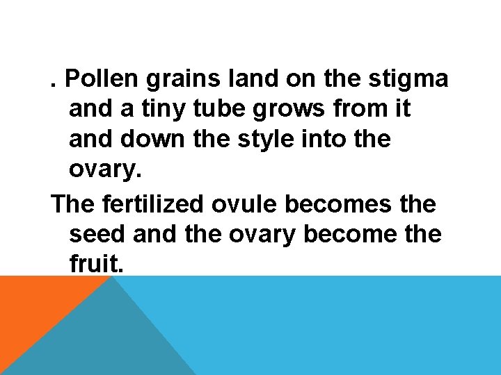. Pollen grains land on the stigma and a tiny tube grows from it
