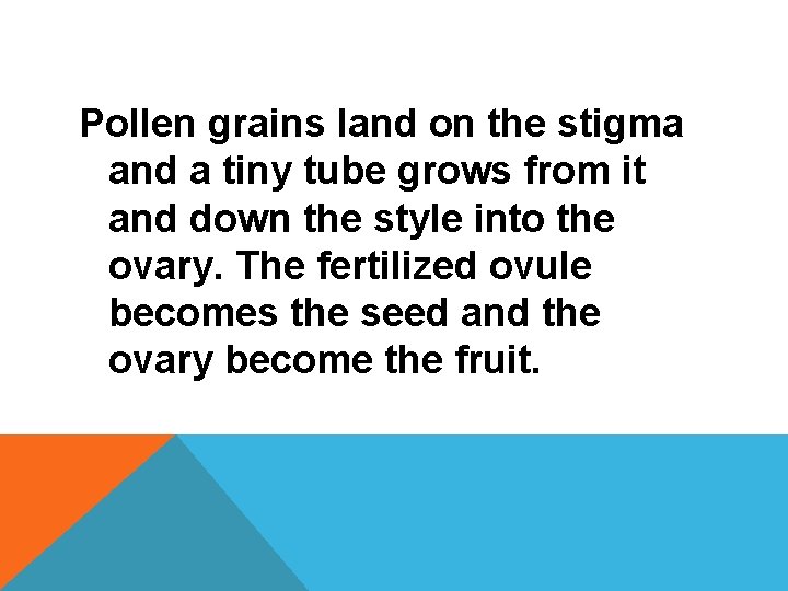 Pollen grains land on the stigma and a tiny tube grows from it and