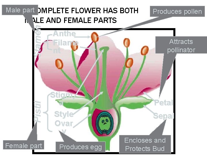 Male part A COMPLETE FLOWER HAS BOTH Produces pollen Pistil Stamen MALE AND FEMALE