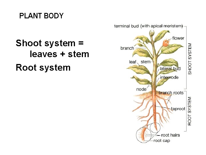 PLANT BODY Shoot system = leaves + stem Root system 