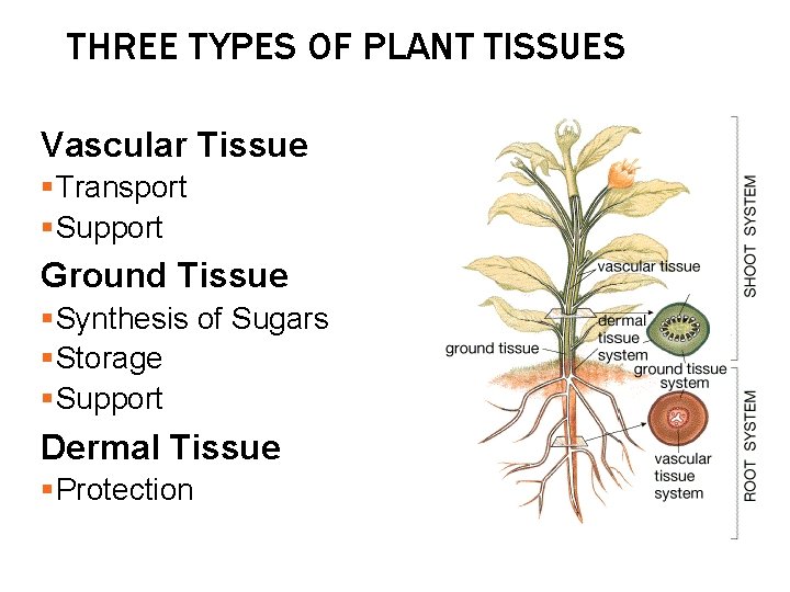 THREE TYPES OF PLANT TISSUES Vascular Tissue §Transport §Support Ground Tissue §Synthesis of Sugars