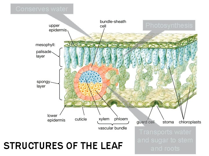 Conserves water Photosynthesis STRUCTURES OF THE LEAF Transports water and sugar to stem and