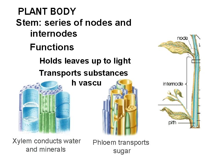PLANT BODY Stem: series of nodes and internodes Functions Holds leaves up to light
