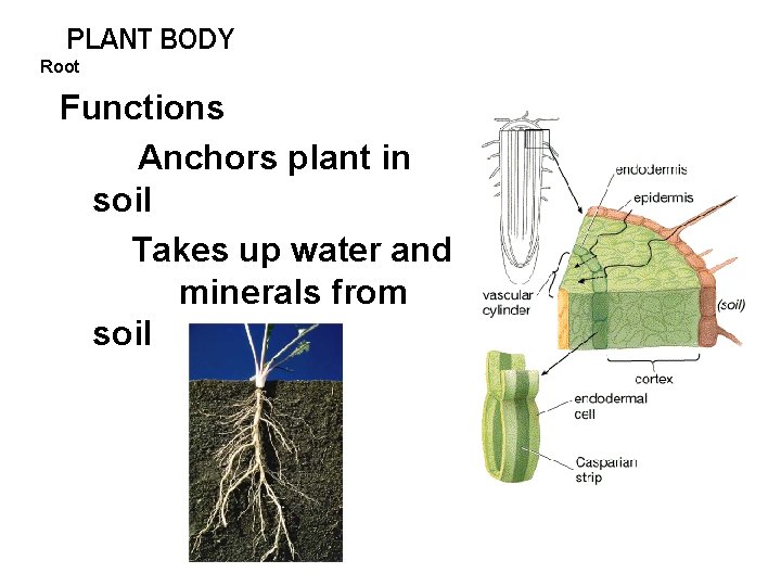 PLANT BODY Root Functions Anchors plant in soil Takes up water and minerals from