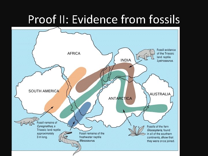 Proof II: Evidence from fossils Fossils of the same species could be found in Proof II: Evidence from fossils Fossils of the same species could be found in