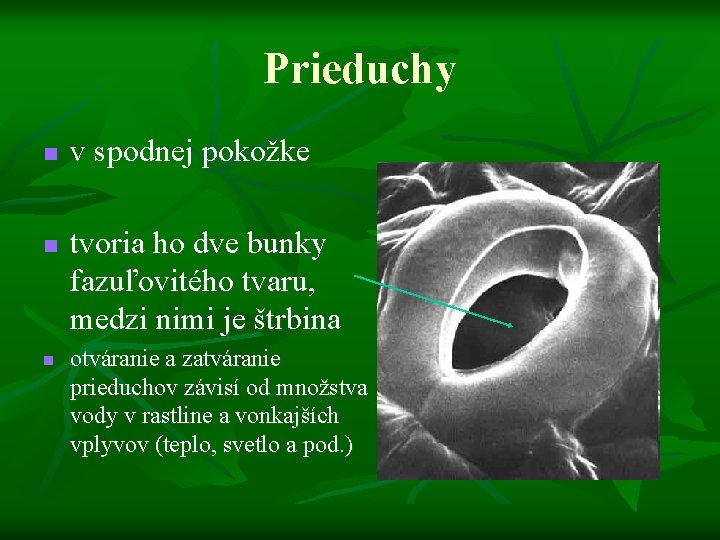 Prieduchy n n n v spodnej pokožke tvoria ho dve bunky fazuľovitého tvaru, medzi