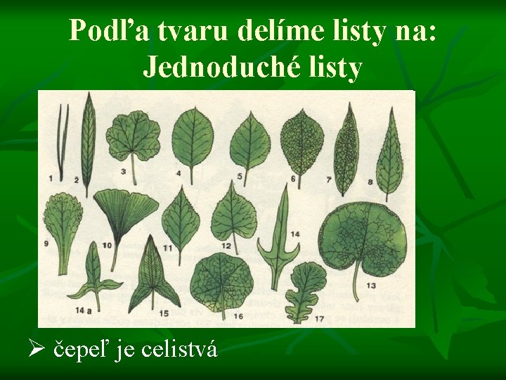 Podľa tvaru delíme listy na: Jednoduché listy Ø čepeľ je celistvá 