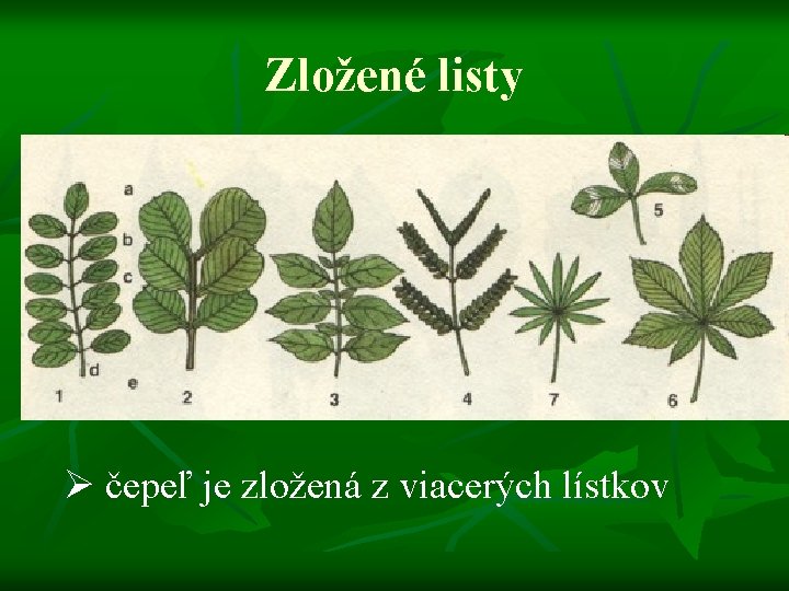 Zložené listy Ø čepeľ je zložená z viacerých lístkov 