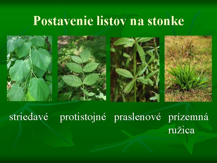 Postavenie listov na stonke striedavé protistojné praslenové prízemná ružica 