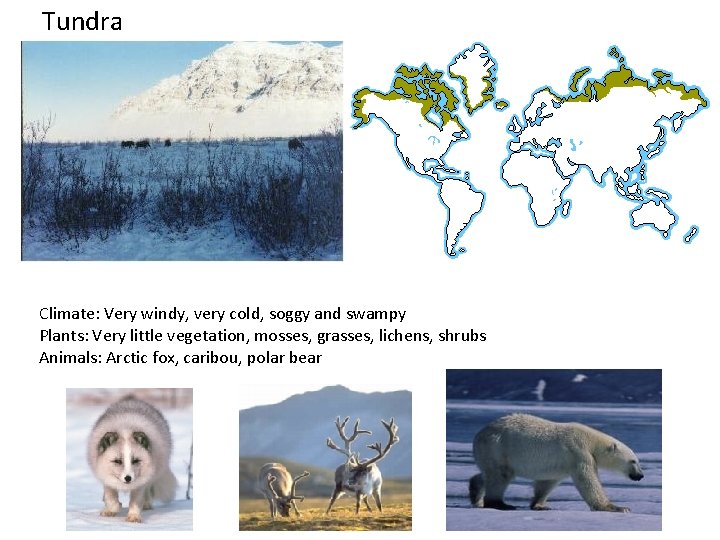 Tundra Climate: Very windy, very cold, soggy and swampy Plants: Very little vegetation, mosses,