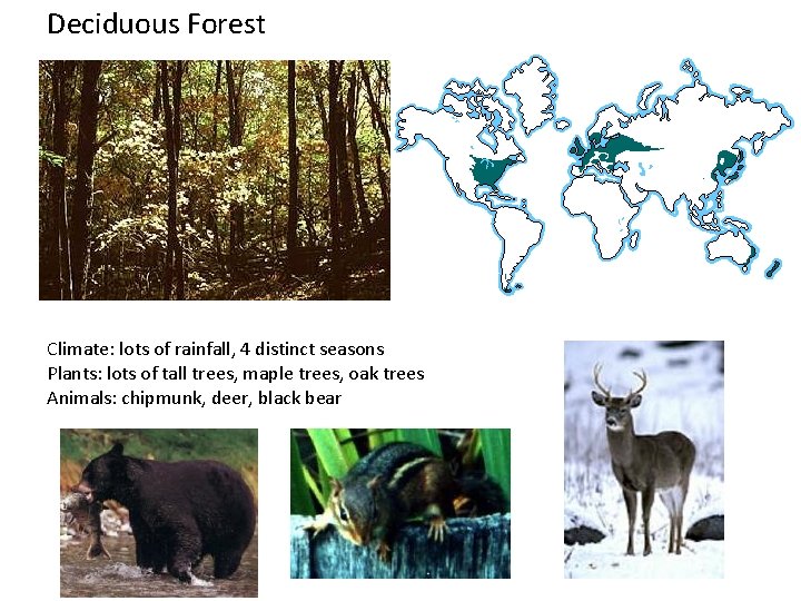 Deciduous Forest Climate: lots of rainfall, 4 distinct seasons Plants: lots of tall trees,