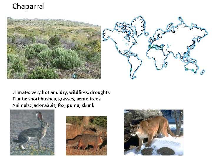 Chaparral Climate: very hot and dry, wildfires, droughts Plants: short bushes, grasses, some trees