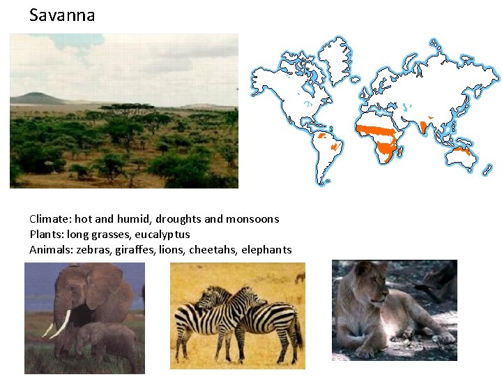 Savanna Climate: hot and humid, droughts and monsoons Plants: long grasses, eucalyptus Animals: zebras,