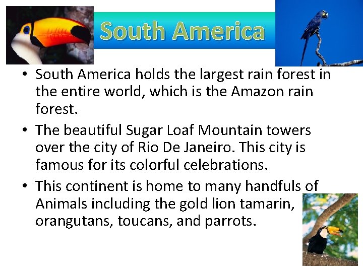 South America • South America holds the largest rain forest in the entire world,