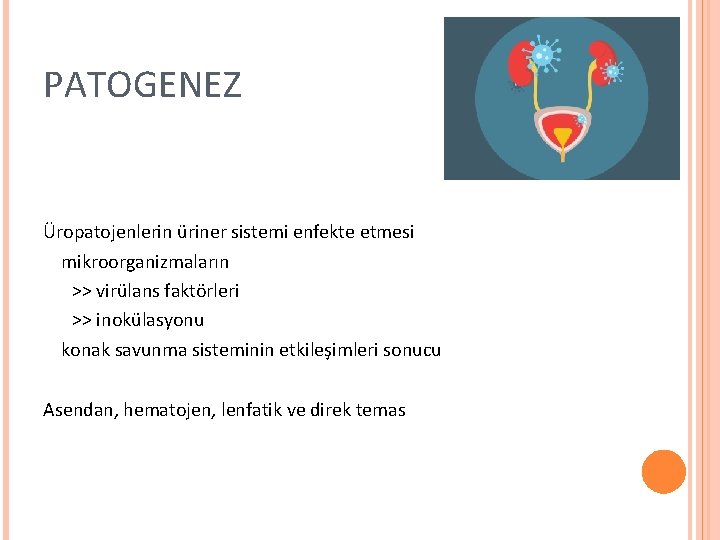 PATOGENEZ Üropatojenlerin üriner sistemi enfekte etmesi mikroorganizmaların >> virülans faktörleri >> inokülasyonu konak savunma