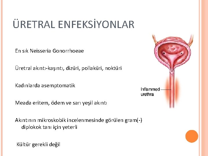 ÜRETRAL ENFEKSİYONLAR En sık Neisseria Gonorrhoeae Üretral akıntı-kaşıntı, dizüri, pollaküri, noktüri Kadınlarda asemptomatik Meada