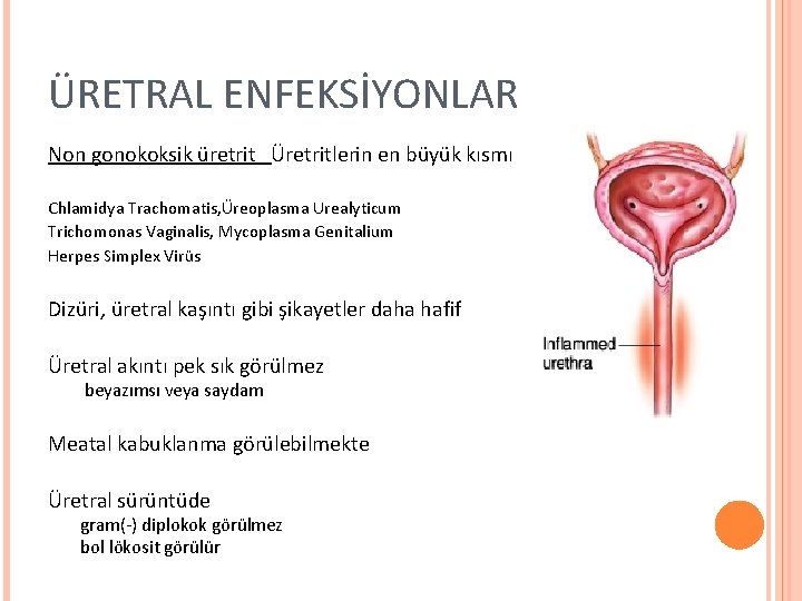 ÜRETRAL ENFEKSİYONLAR Non gonokoksik üretrit Üretritlerin en büyük kısmı Chlamidya Trachomatis, Üreoplasma Urealyticum Trichomonas