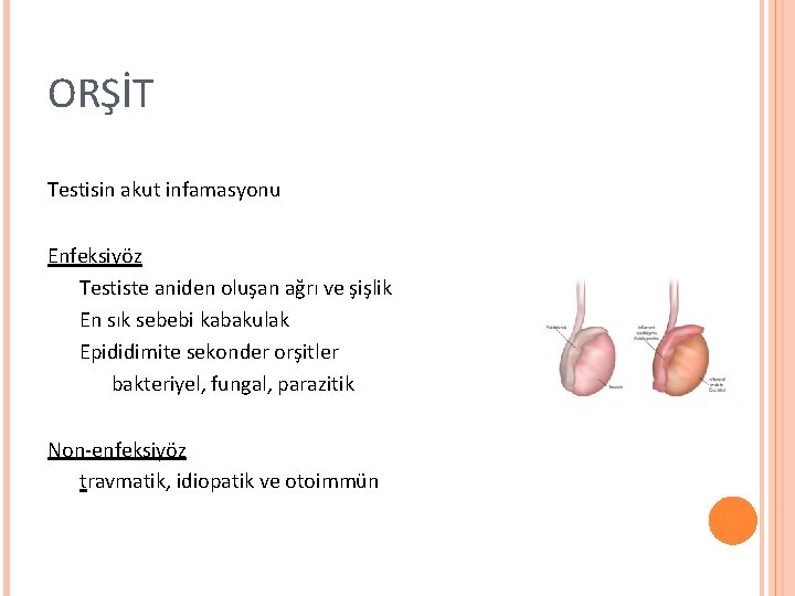 ORŞİT Testisin akut infamasyonu Enfeksiyöz Testiste aniden oluşan ağrı ve şişlik En sık sebebi