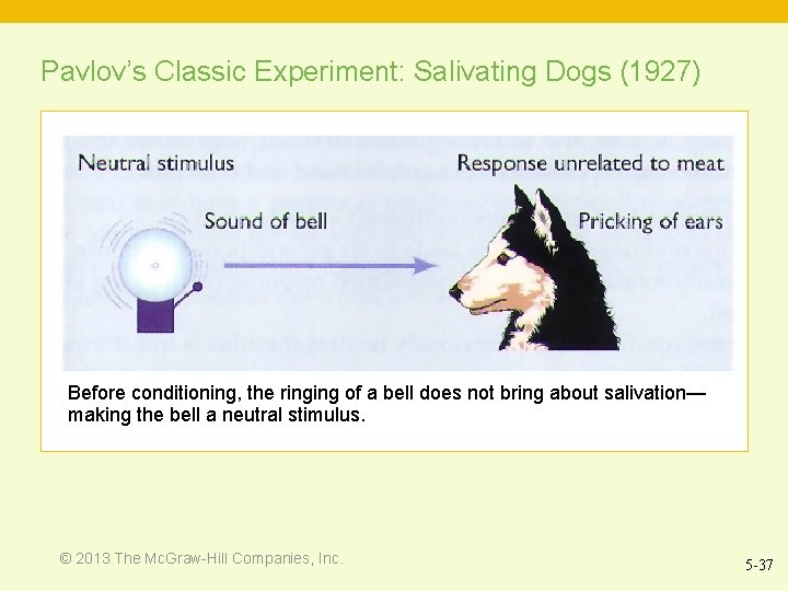 Pavlov’s Classic Experiment: Salivating Dogs (1927) Before conditioning, the ringing of a bell does