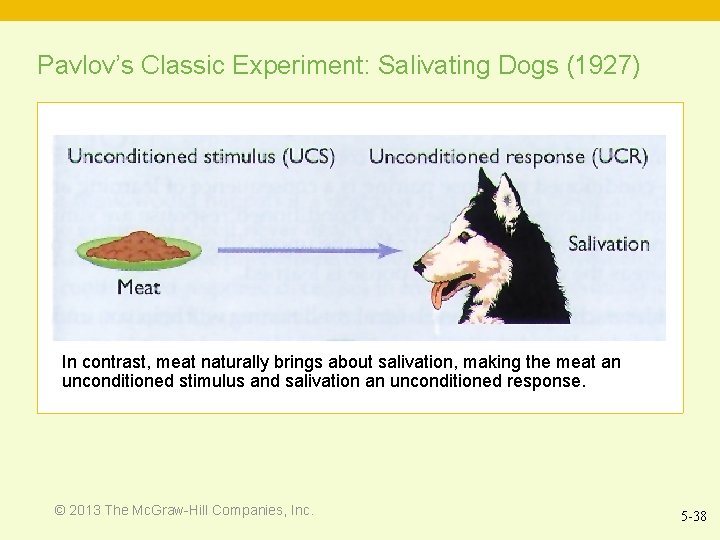 Pavlov’s Classic Experiment: Salivating Dogs (1927) In contrast, meat naturally brings about salivation, making