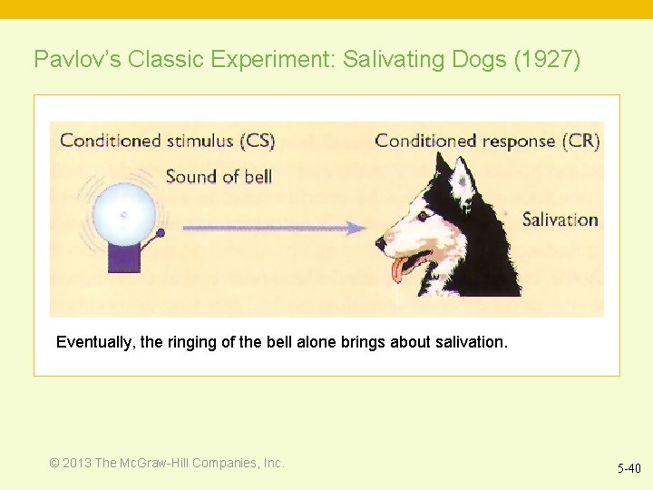 Pavlov’s Classic Experiment: Salivating Dogs (1927) Eventually, the ringing of the bell alone brings