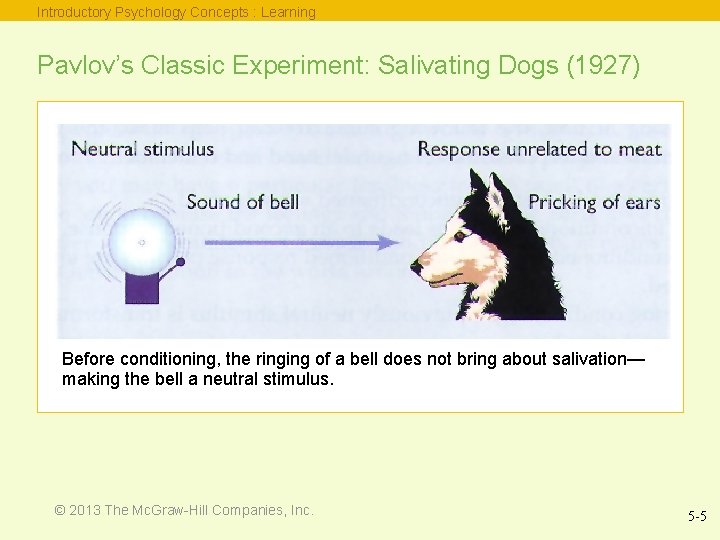 Introductory Psychology Concepts : Learning Pavlov’s Classic Experiment: Salivating Dogs (1927) Before conditioning, the