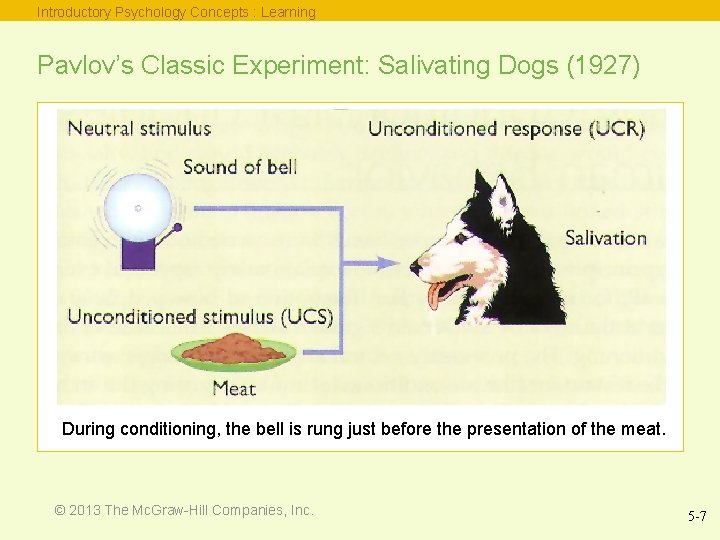 Introductory Psychology Concepts : Learning Pavlov’s Classic Experiment: Salivating Dogs (1927) During conditioning, the
