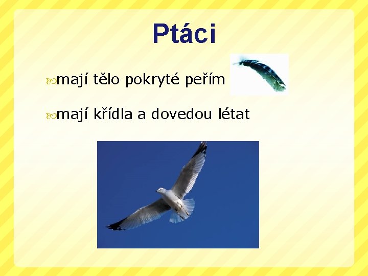 Ptáci mají tělo pokryté peřím mají křídla a dovedou létat 