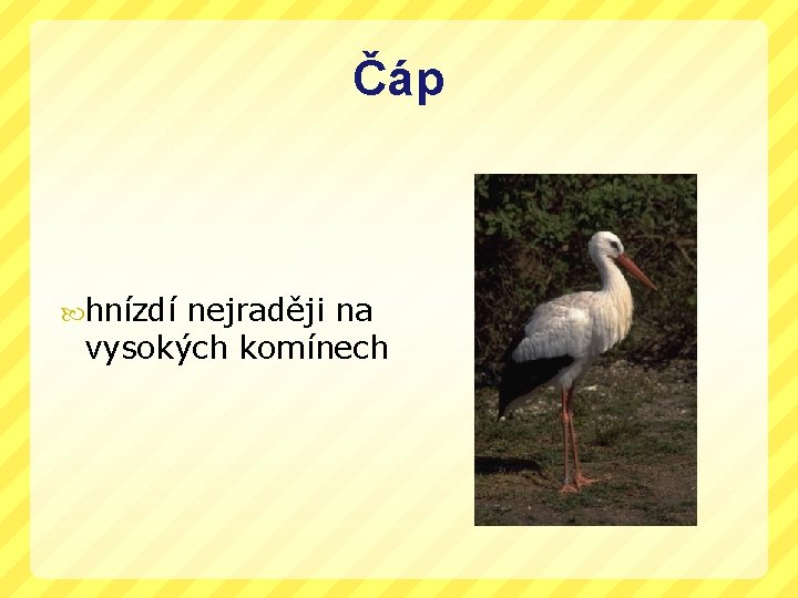Čáp hnízdí nejraději na vysokých komínech 