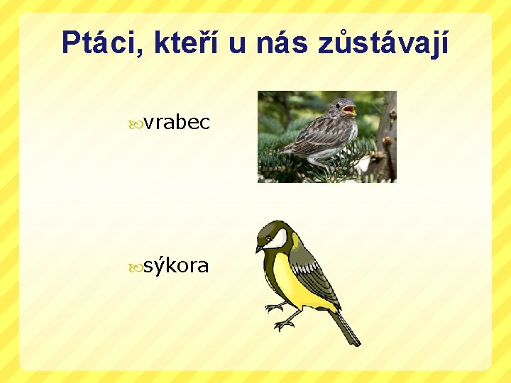 Ptáci, kteří u nás zůstávají vrabec sýkora 