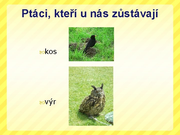 Ptáci, kteří u nás zůstávají kos výr 