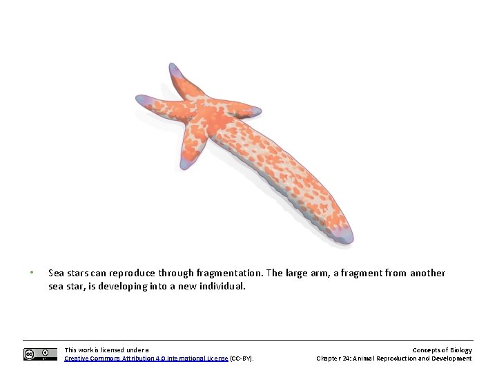 Concepts of Biology Animal Reproduction and Development This