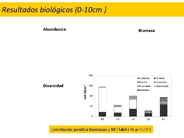 Resultados biológicos (0 -10 cm ) Abundancia Biomasa Diversidad Correlación positiva biomasas y MO