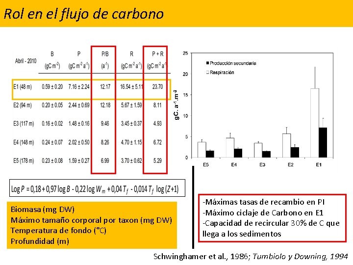 Rol en el flujo de carbono Biomasa (mg DW) Máximo tamaño corporal por taxon