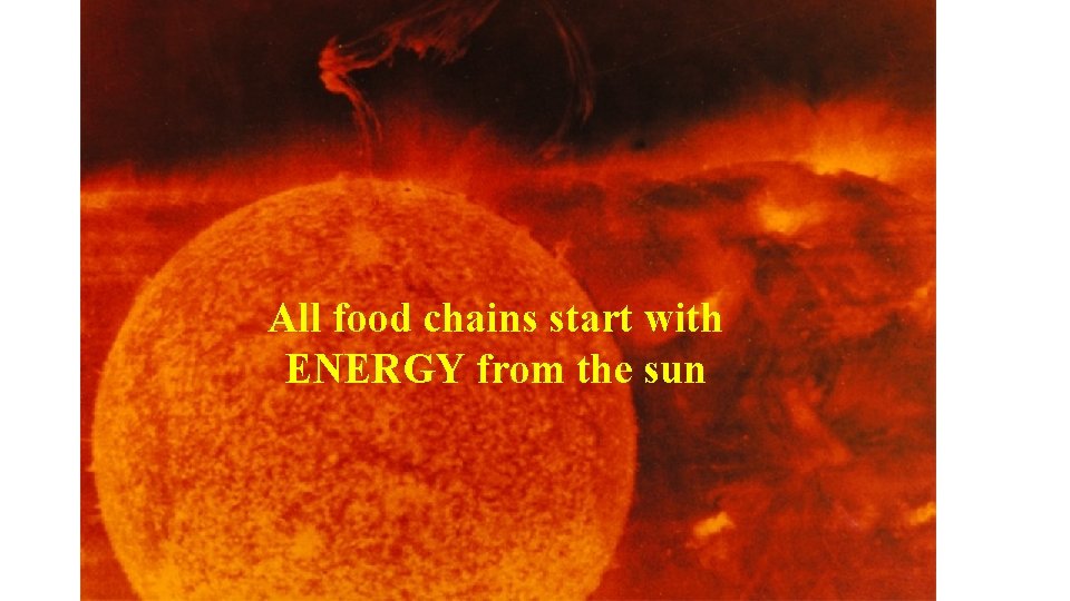 All food chains start with ENERGY from the sun 