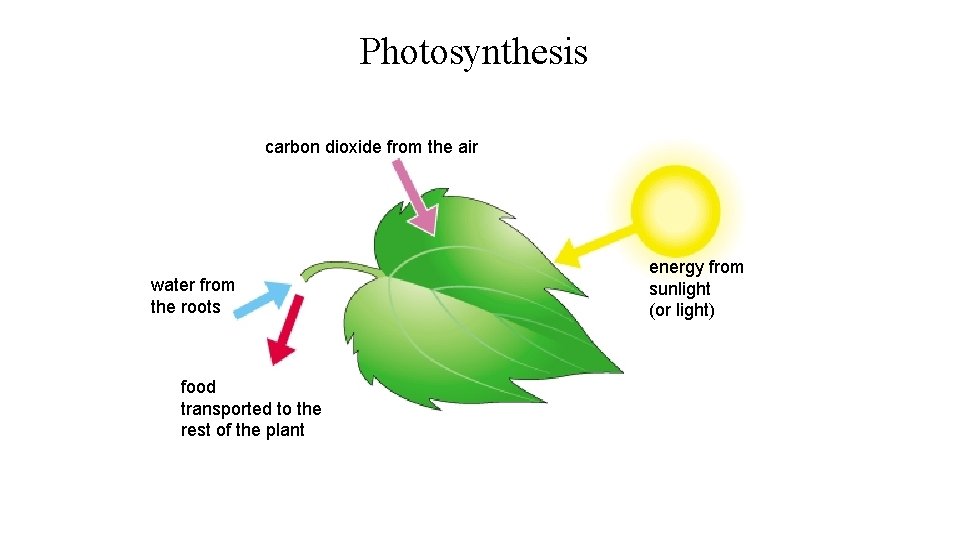 Photosynthesis carbon dioxide from the air water from the roots food transported to the