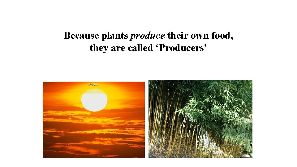 Because plants produce their own food, they are called ‘Producers’ 
