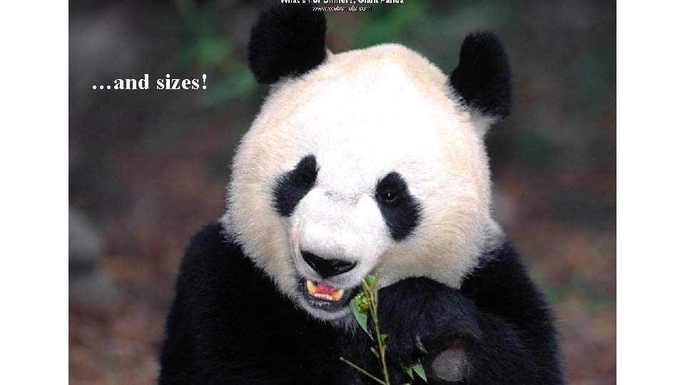 …and sizes! 