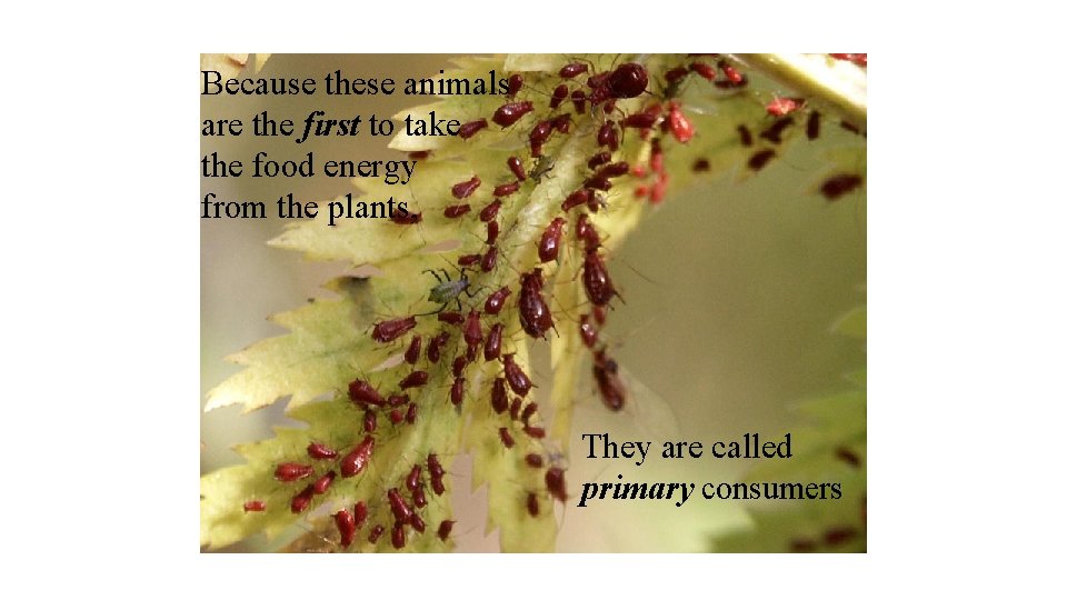 Because these animals are the first to take the food energy from the plants,