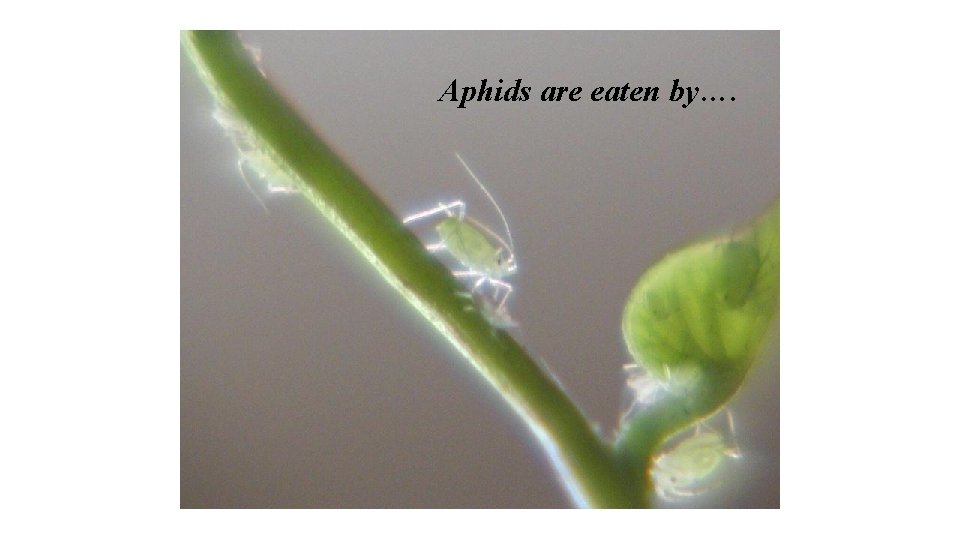 Aphids are eaten by…. 